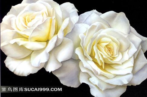 油画白色玫瑰