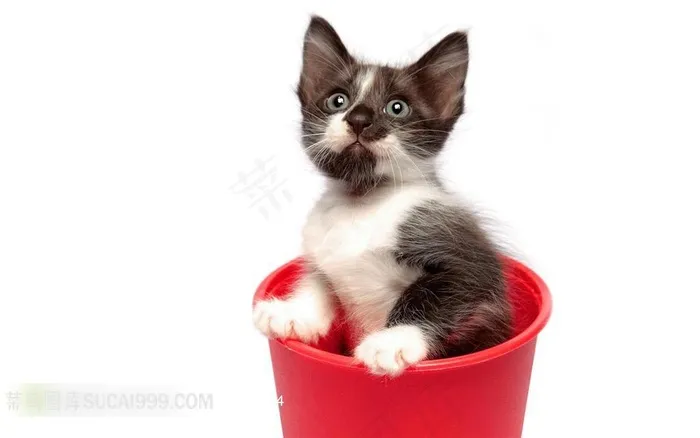 红桶里的猫高清图片