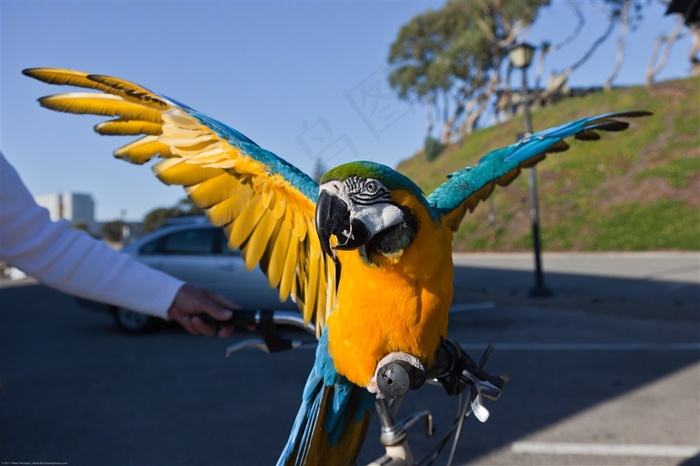 鹦鹉特写飞鸟美图素材