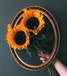 黄色向日葵摄影素材