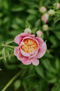 粉色芍药花图片 粉色芍药花图片