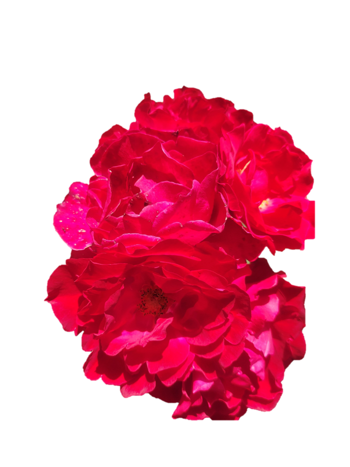 红玫瑰“免抠”