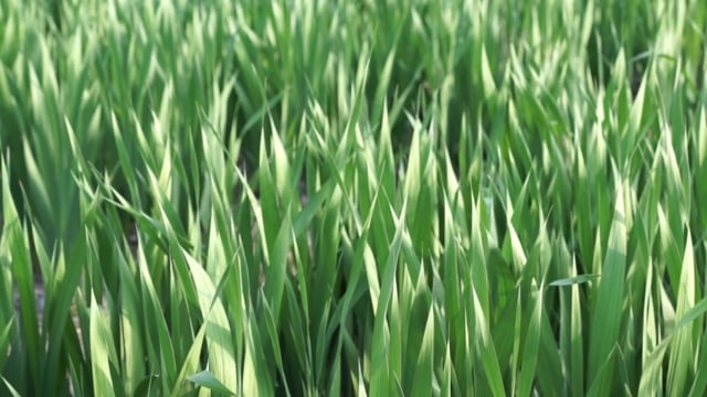 草, 绿色, 草地, 场地, 夏天, 收成, 生物, 落下