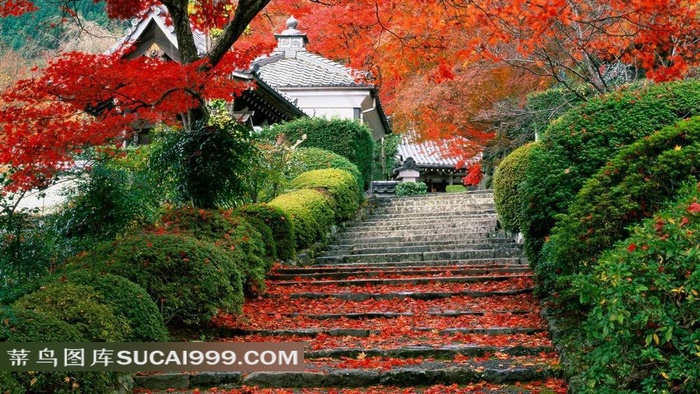 林间小路唯美风景图片