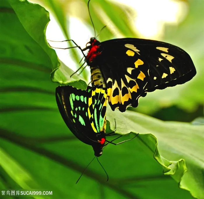树叶上两只昆虫花蝴蝶图片