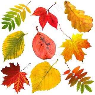 五彩缤纷的落叶高清图片