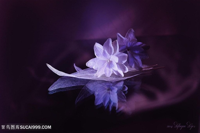 高清唯美花朵艺术摄影图片