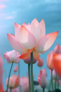 粉色荷花蓝色唯美背景 粉色荷花蓝色唯美背景