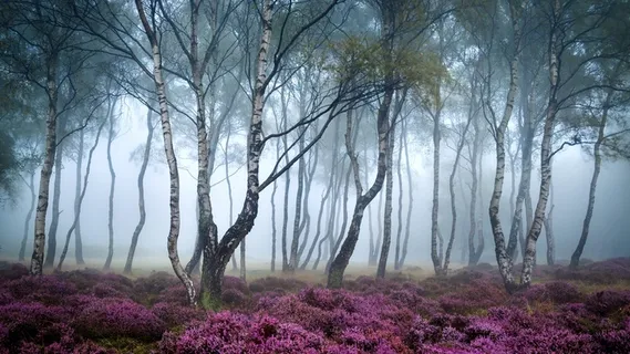 唯美高清山林树林风景