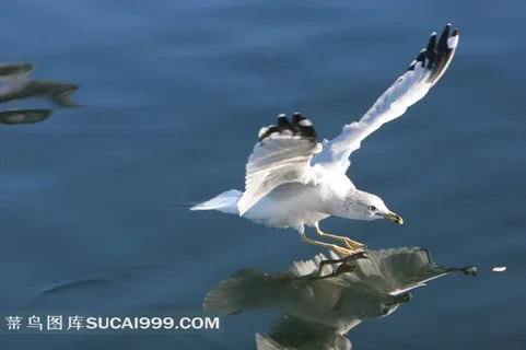 飞翔的海鸥图片