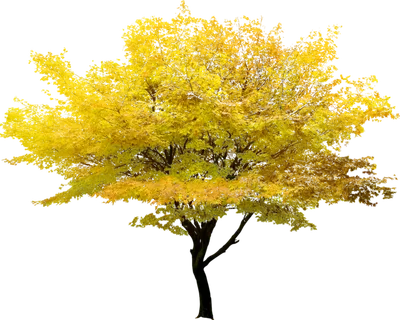 树木树枝树叶免扣素材