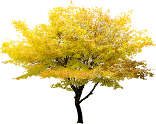 树木树枝树叶免扣素材