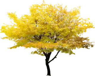 树木树枝树叶免扣素材