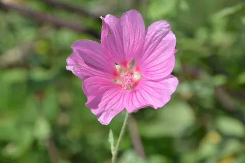 粉色小清新芙蓉花图片 粉色小清新芙蓉花图片