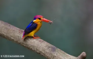 吃小鱼的鸟类图片