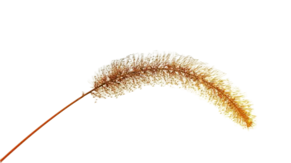 秋天的狗尾巴草