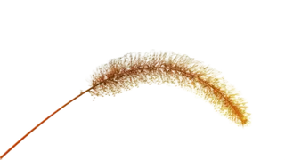 秋天的狗尾巴草