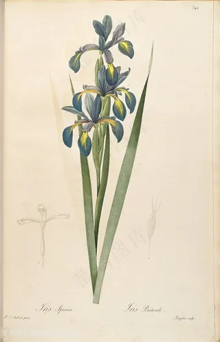 雷杜德原版高清唯美兰花花卉花草图谱