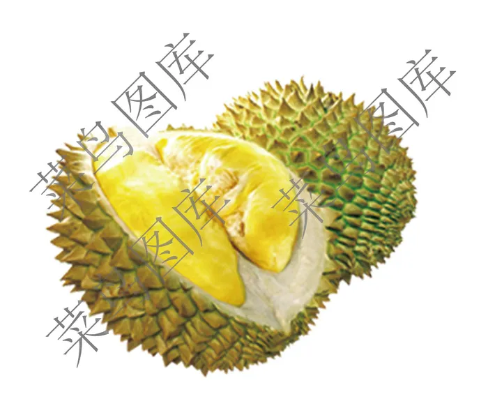 榴莲高清图psd模版下载