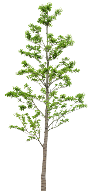 高清树木素材 免抠PSD植物素材 美术绘画园林贴图 树草灌木花草