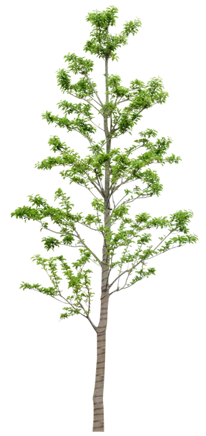 高清树木素材 免抠PSD植物素材 美术绘画园林贴图 树草灌木花草