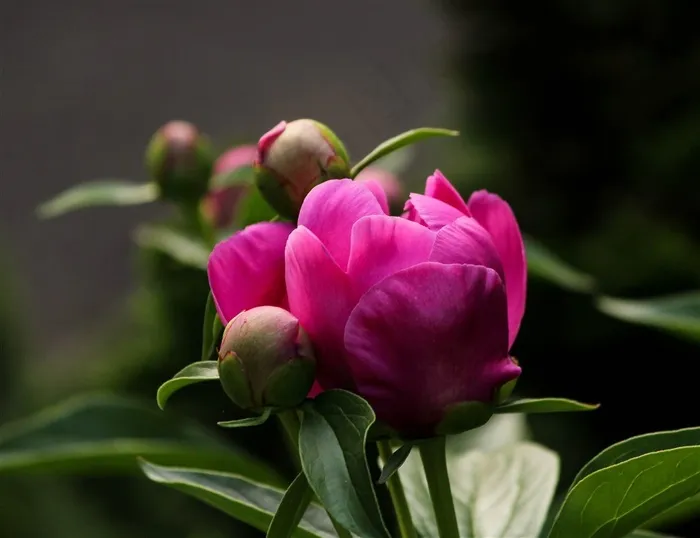 含苞欲放的芍药花