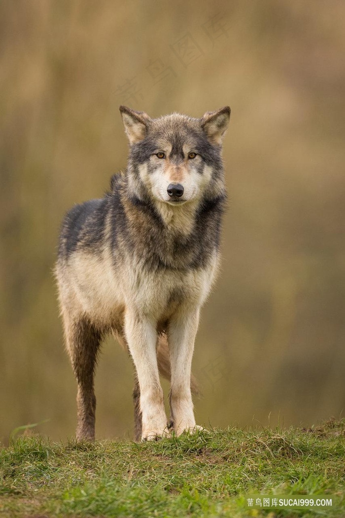 草原野生的狼图片
