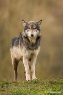 草原野生的狼图片