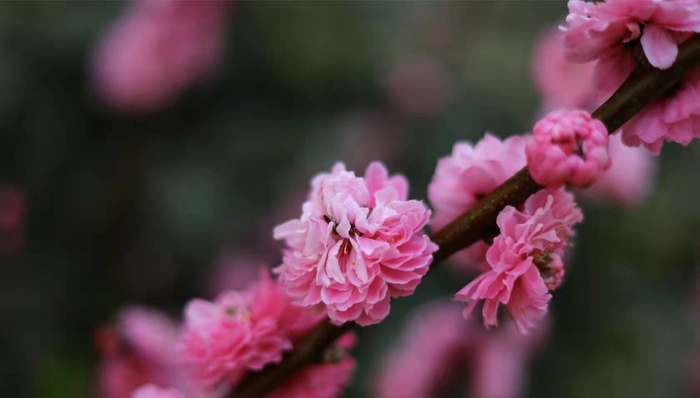 桃花背景素材