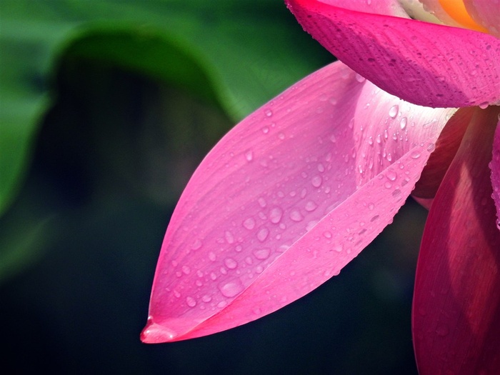 鲜花系列雨后荷花高清图片