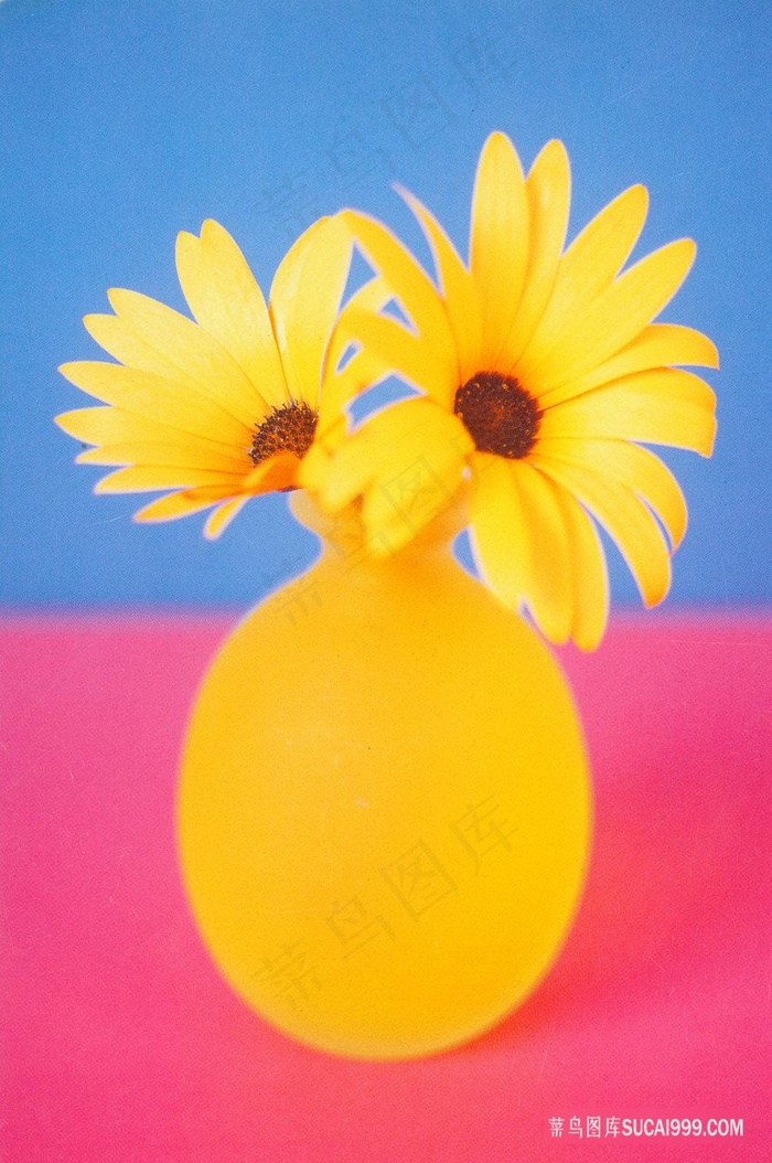 小黄菊黄色花瓶插画