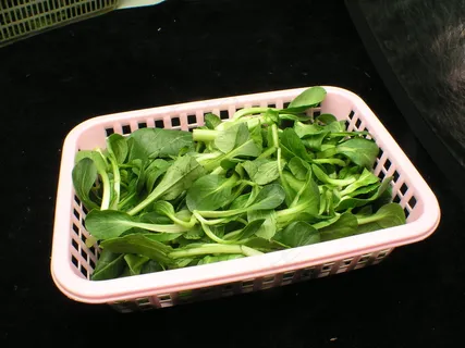 有鸡毛菜  有鸡毛菜