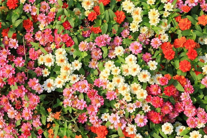 俯瞰盛开的彩色花朵高清图片