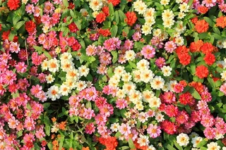 俯瞰盛开的彩色花朵高清图片