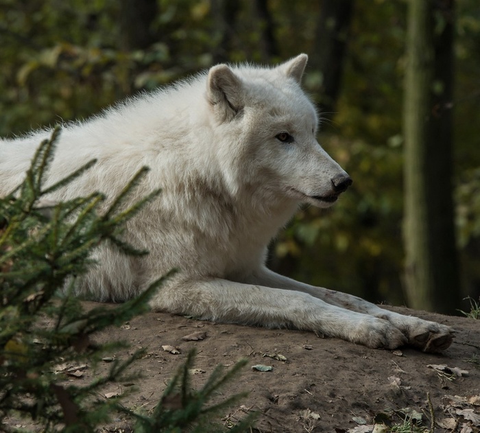 思考的白狼图片