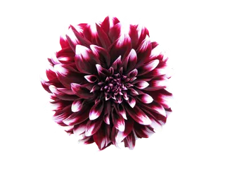 大丽花 夏末 花园大丽花 开花 花 花园 园林植物 落下