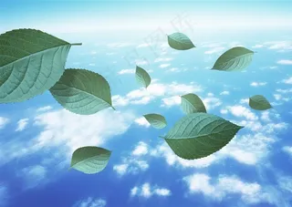 蓝天白云和树叶图片