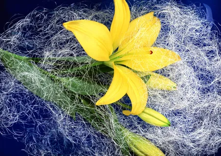 花朵黄色一 花朵黄色一