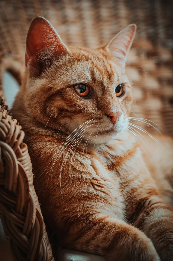 可爱猫咪猫猫摄影素材
