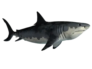 鲨鱼PNG免扣素材海洋世界大海海底