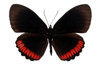 蝴蝶 彩蝶 花蝴蝶 动物 昆虫 免抠