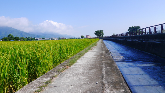 池上稻田稻浪灌溉水渠