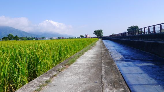 池上稻田稻浪灌溉水渠
