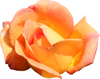 鲜花玫瑰免扣素材