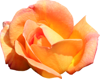 鲜花玫瑰免扣素材