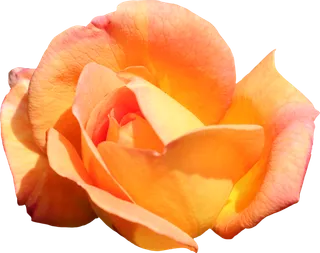 鲜花玫瑰免扣素材