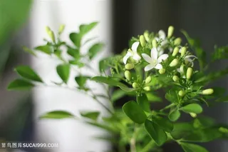 唯美茉莉花鲜花摄影图片