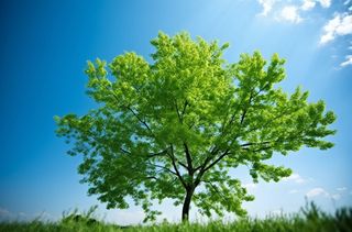 蓝天映衬下的绿树摄影图桌面壁纸