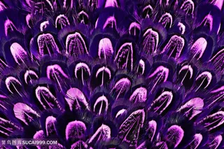 自然美景景色特写高清图片