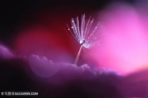 唯美露珠蒲公英鲜花摄影图片 唯美露珠蒲公英鲜花摄影图片